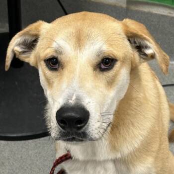 FWT Benji -  Labrador Retriever Dog for Adoption in Midland, Texas - FWT Benji | PetCurious