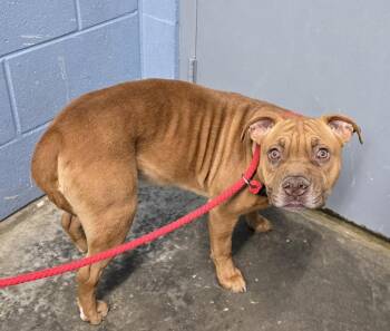 Onni -  Terrier and Shar Pei Dog for Adoption in Evansville, Indiana - Onni | PetCurious
