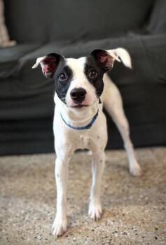 Harold -  Jack Russell Terrier Dog for Adoption in Williamsburg, Iowa - Harold | PetCurious