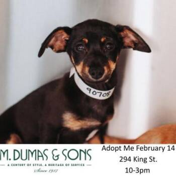 Chihuahua and Mixed Breed Dogs Available for Adoption - 90708a Max | PetCurious