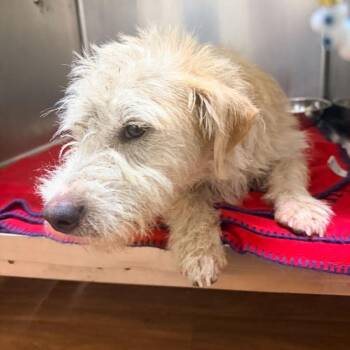 CT Krispy Cream -21lbs! -  Terrier and Mixed Breed Dog for Adoption in Stormville, New York - CT Krispy Cream -21lbs! | PetCurious