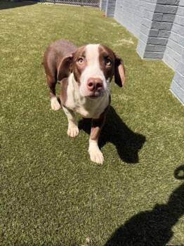 Puppachino -  Mixed Breed Dog for Adoption in Lafayette, Indiana - Puppachino | PetCurious