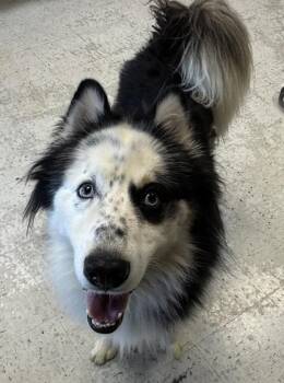 *Peter Barker* -  Husky Dog for Adoption in Salt Lake City, Utah - *Peter Barker* | PetCurious
