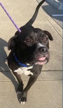 Rescue American Bulldog and Mixed Breed Dogs for Adoption in Batavia, Ohio - Silly Goose | PetCurious