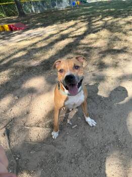 Pit Bull Terrier Dogs Available for Adoption in Mineral, Virginia - Scooter | PetCurious