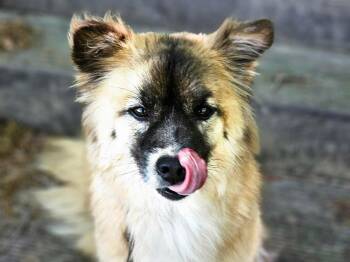 Keeshond and Spitz Dogs Available for Adoption in Agoura Hills, California - JJAJANG | PetCurious