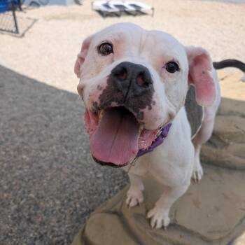 Zina -  American Bulldog and Mixed Breed Dog for Adoption in Detroit, Michigan - Zina | PetCurious