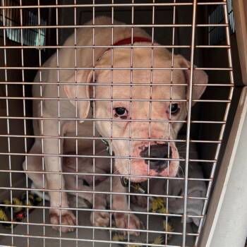 Mixed Breed and American Bulldog Dogs Available for Adoption in York, Pennsylvania - YORK-Stray-15688 | PetCurious