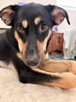 Diamond -  German Shepherd Dog Dog for Adoption in Hayward, California - Diamond | PetCurious