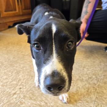 Daisy -  Pit Bull Terrier Dog for Adoption in Birmingham, Alabama - Daisy | PetCurious
