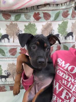 Rottweiler and Pit Bull Terrier Dogs Available for Adoption in Brookings, Oregon - Smith | PetCurious