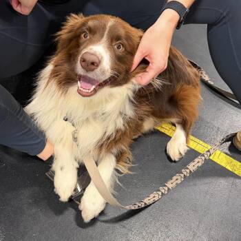 Hamilton -  Australian Shepherd Dog for Adoption in Alexandria, Virginia - Hamilton | PetCurious