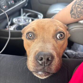 Terrier Dogs Available for Adoption - Crepe | PetCurious