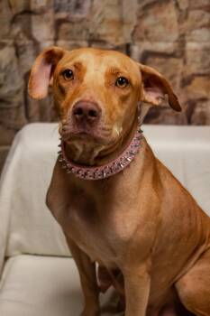 Nellie -  Mixed Breed Dog for Adoption in Dorr, Michigan - Nellie | PetCurious
