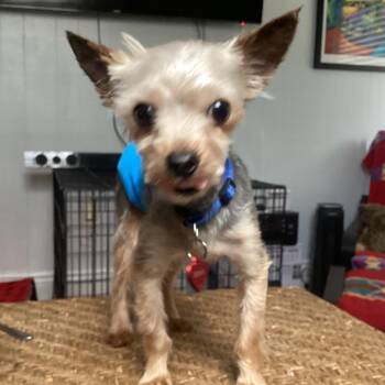 Theodore -  Yorkshire Terrier Dog for Adoption in New Orleans, Louisiana - Theodore | PetCurious