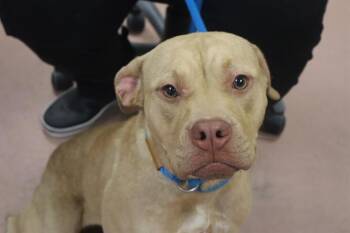 TILLY -  Mixed Breed Dog for Adoption in Columbia, South Carolina - TILLY | PetCurious