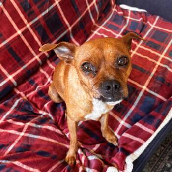 Chihuahua Dogs Available for Adoption - Paco | PetCurious