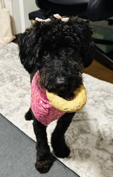 Lenore Dove -  Poodle and Labrador Retriever Dog for Adoption in Germantown, Ohio - Lenore Dove | PetCurious