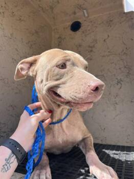 FOXY -  Pit Bull Terrier and Mixed Breed Dog for Adoption in Killeen, Texas - FOXY | PetCurious