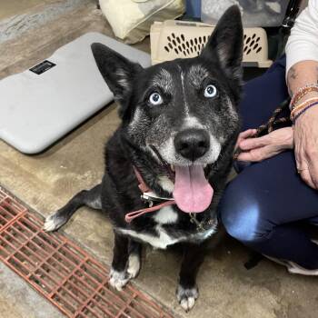 Husky Dogs Available for Adoption - Wicca | PetCurious