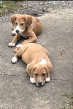 Chunk 5906 D -  Coonhound and Mixed Breed Dog for Adoption in Frankfort, Kentucky - Chunk 5906 D | PetCurious