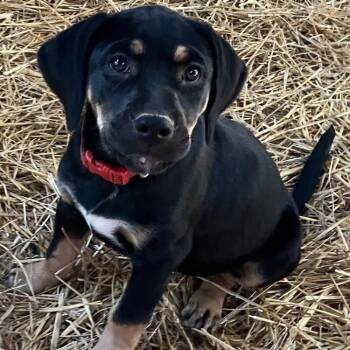 Praline -  Mixed Breed Dog for Adoption in Buffalo, Minnesota - Praline | PetCurious