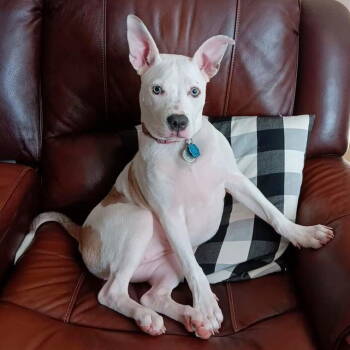 Rescue Terrier Dogs for Adoption in Grand Bay, Alabama - Shug | PetCurious