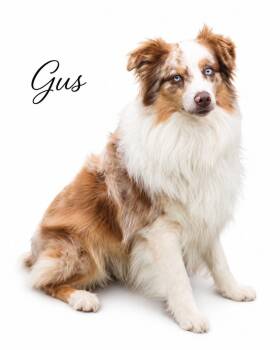 Gus -  Australian Shepherd Dog for Adoption in Sylvania, Georgia - Gus | PetCurious
