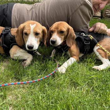 Beagle Dogs Available for Adoption in Madison, Wisconsin - Bart | PetCurious