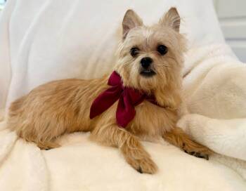 Mousey -  Wirehaired Terrier Dog for Adoption in Walker, Louisiana - Mousey | PetCurious