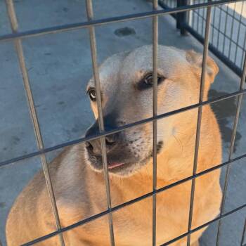 Bella Rita -  Yellow Labrador Retriever and Carolina Dog Dog for Adoption in Columbus, North Carolina - Bella Rita | PetCurious