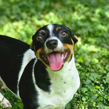 Jack Russell Terrier and Mixed Breed Dogs Available for Adoption in Decherd, Tennessee - Kerrigan | PetCurious
