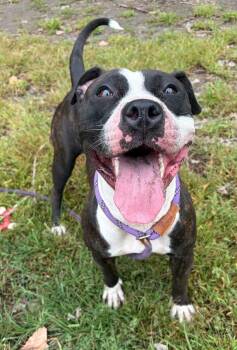 Watermelon -  Pit Bull Terrier Dog for Adoption in Chicago, Illinois - Watermelon | PetCurious