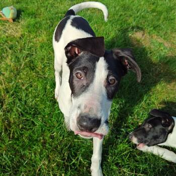 Teddy -  Mixed Breed Dog for Adoption in Bellingham, Washington - Teddy | PetCurious