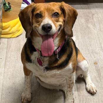 Beagle and Mixed Breed Dogs Available for Adoption in Waldorf, Maryland - Daisy Dukes | PetCurious