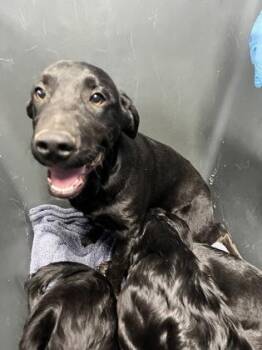 Golden Retriever and Mixed Breed Dogs Available for Adoption - Tangerine Dream | PetCurious