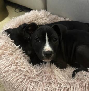 Labrador Retriever Dogs Available for Adoption - Pippin | PetCurious