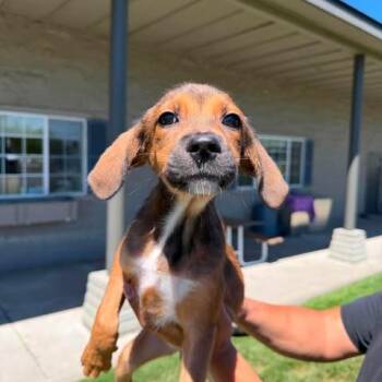 Betty -  Mixed Breed Dog for Adoption in Bend, Oregon - Betty | PetCurious