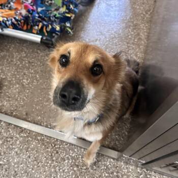 Cheeto -  Australian Shepherd and Mixed Breed Dog for Adoption in Salt Lake City, Utah - Cheeto | PetCurious