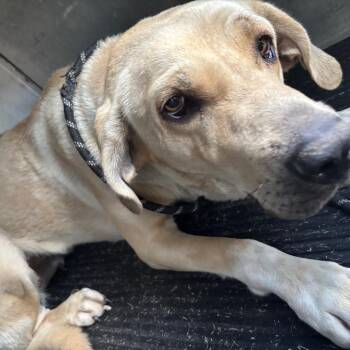 Wilma -  Labrador Retriever and Bloodhound Dog for Adoption in Saint Joseph, Missouri - Wilma | PetCurious