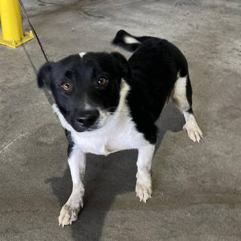Beagle and Terrier Dogs Available for Adoption in Tampa, Florida - Leal | PetCurious