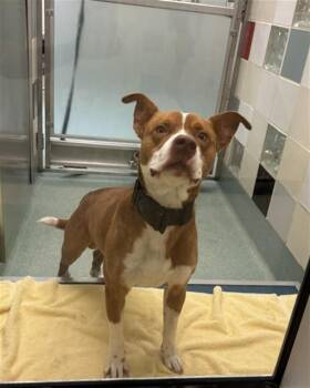 Petey A220618 -  Pit Bull Terrier Dog for Adoption in Plano, Texas - Petey A220618 | PetCurious