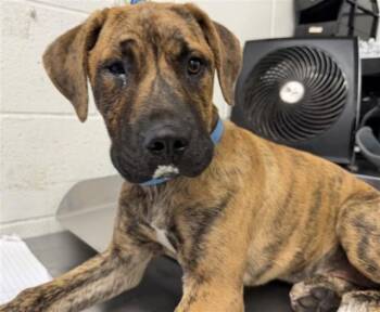 EMI -  Pit Bull Terrier and Mixed Breed Dog for Adoption in San Bernardino, California - EMI | PetCurious
