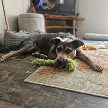 Peaches -  Staffordshire Bull Terrier and Pit Bull Terrier Dog for Adoption in Choudrant, Louisiana - Peaches | PetCurious