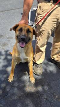 Rescue German Shepherd Dog Dogs for Adoption in Denver, North Carolina - Lady | PetCurious