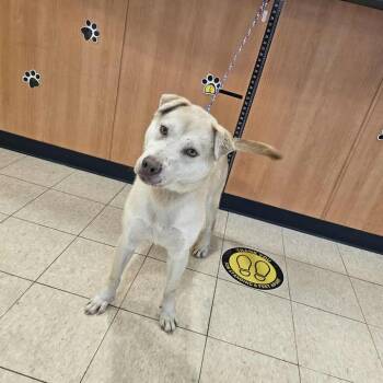 Rescue Husky Dogs for Adoption in Ludington, Michigan - Rosco | PetCurious