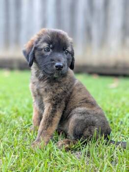 Bean -  Australian Shepherd Dog for Adoption in Warner Robins, Georgia - Bean | PetCurious