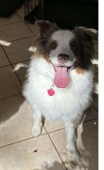 Australian Shepherd Dogs Available for Adoption in Tallahassee, Florida - Loki | PetCurious