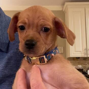 Fred -  Chihuahua Dog for Adoption in Austell, Georgia - Fred | PetCurious