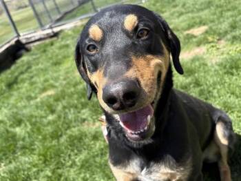 Labrador Retriever and Bluetick Coonhound Dogs Available for Adoption in Colorado Springs, Colorado - REMUS | PetCurious